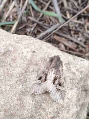 Trigonophora jodea