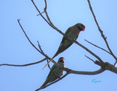 Psittacula alexandri