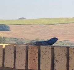 Acanthocercus atricollis