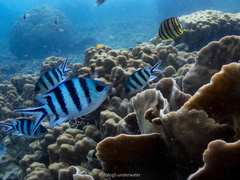 Abudefduf sexfasciatus