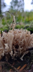 Clavariaceae