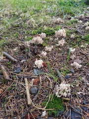 Clavariaceae