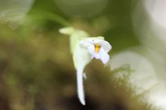 Utricularia jamesoniana