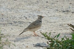 Galerida cristata