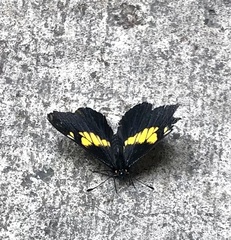 Catasticta teutila