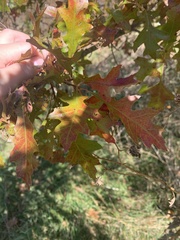 Quercus shumardii