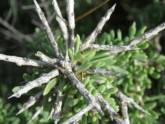 Lycium intricatum