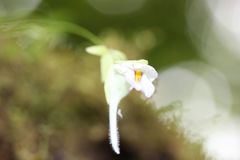 Utricularia jamesoniana