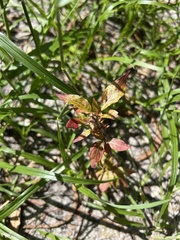 Ludwigia repens
