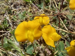 Arachis villosa