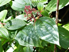 Miconia