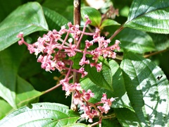Miconia