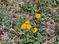 Arachis villosa