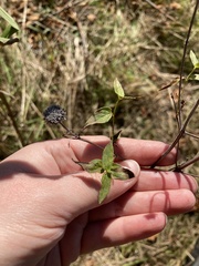 Pycnanthemum muticum