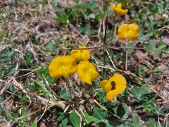 Arachis villosa