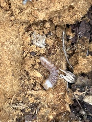 Scyphophorus acupunctatus