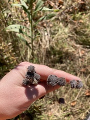 Pycnanthemum muticum