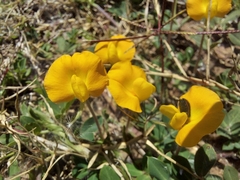 Arachis villosa