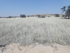 Sesamum triphyllum