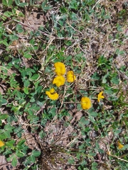 Arachis villosa