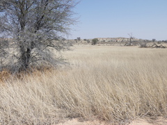 Schmidtia pappophoroides