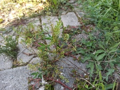 Lepidium ruderale