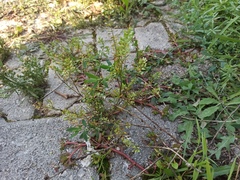 Lepidium ruderale