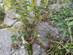 Lepidium ruderale