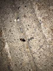 Harpalus erraticus