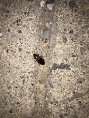 Harpalus erraticus