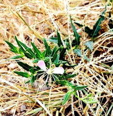 Oenothera suffrutescens