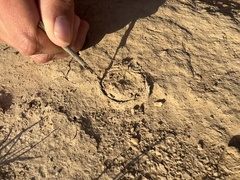 Bothriocyrtum californicum
