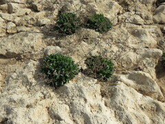 Limonium vulgare