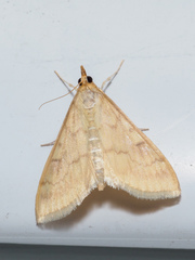 Ostrinia nubilalis