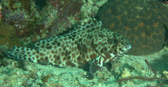 Epinephelus quoyanus