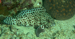 Epinephelus quoyanus