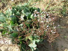 Limonium vulgare