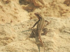 Sceloporus variabilis