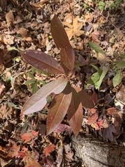 Quercus imbricaria