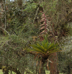 Tillandsia fendleri