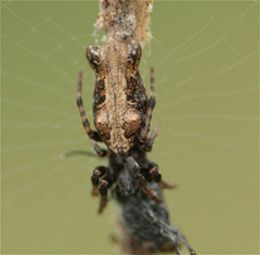 Cyclosa bifurcata