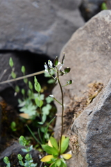 Draba ochroleuca