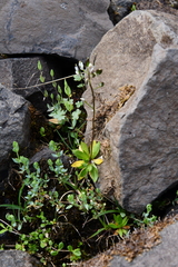 Draba ochroleuca