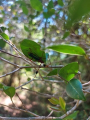 Compsocerus violaceus