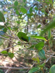Compsocerus violaceus