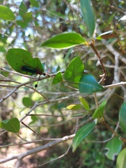 Compsocerus violaceus