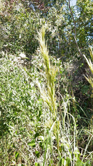 Andropogon glomeratus