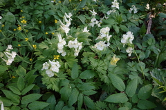 Corydalis bracteata