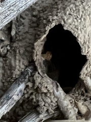 Gnathamitermes