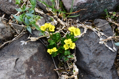 Draba ochroleuca